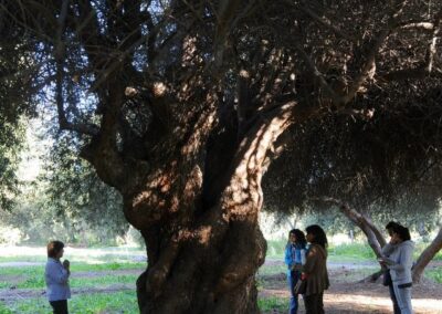 Conociendo un imponente Árbol de Olivo