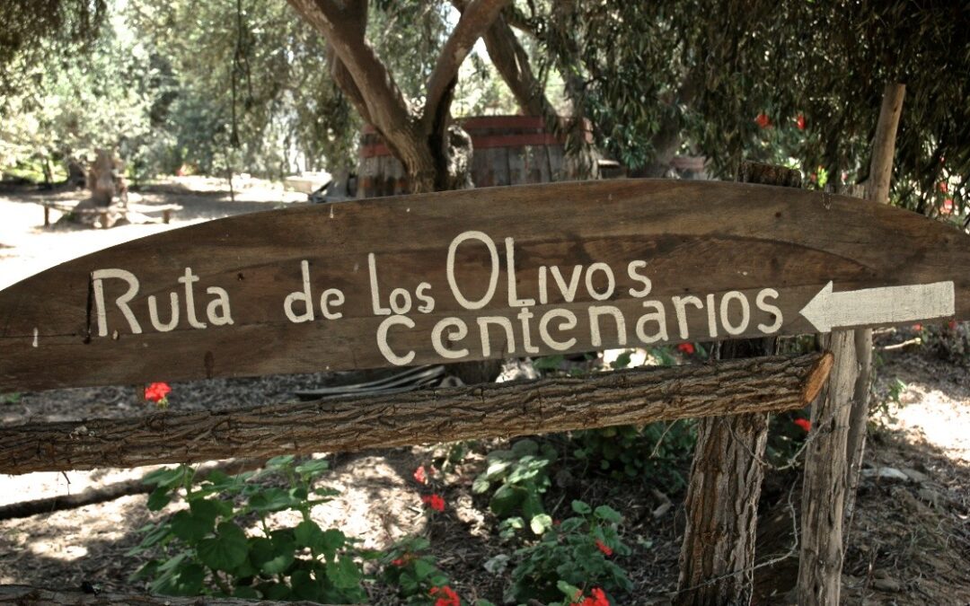 Galeria Naturaleza en Olivos Centenarios