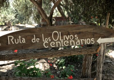 Bienvenidos a Ruta de los Olivos Centenarios