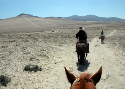 Paseos conociendo Huasco Ruta Olivos Centenarios